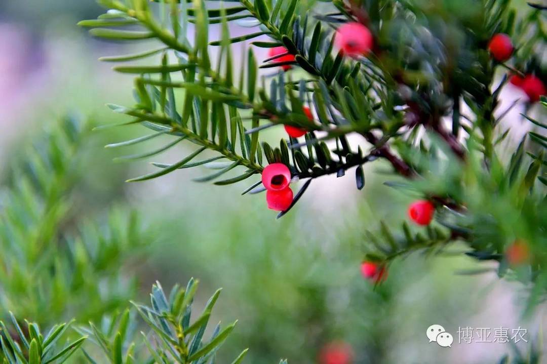 精益求精 創(chuàng)新突破 打造300萬(wàn)株規(guī)模紅豆杉基地