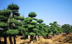 速看！2021年農(nóng)業(yè)農(nóng)村重點(diǎn)工作來了
